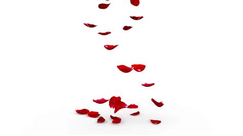 pictures of rose petals|pictures of rose petals falling.